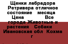 Щенки лабрадора Ретривера отличное состояние 2 месяца › Цена ­ 30 000 - Все города Животные и растения » Собаки   . Ивановская обл.,Кохма г.